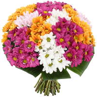 25 кустовых хризантем